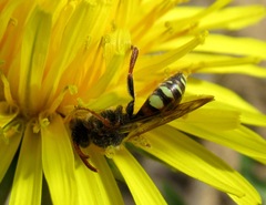 Nomada ferruginata