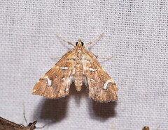 Musotima nitidalis