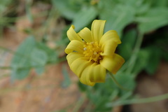 Othonna perfoliata