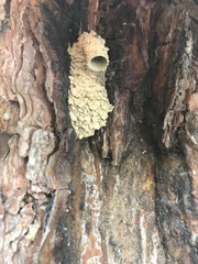 Paraleptomenes miniatus