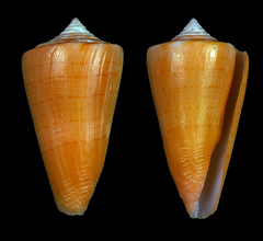 Conus daucus