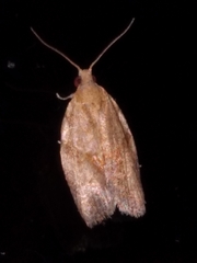 Epiphyas postvittana