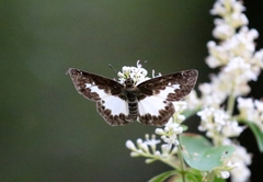 Gerosis phisara