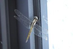 Orthetrum glaucum