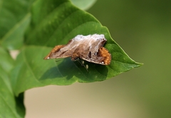 Odontoptilum angulata