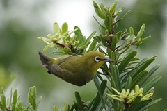 Zosterops simplex simplex