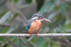 Alcedo atthis bengalensis