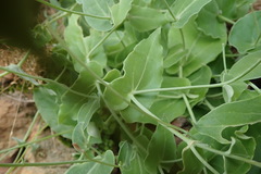 Othonna perfoliata