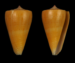 Conus daucus