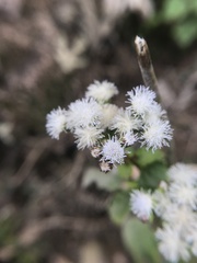 Ageratum conyzoides