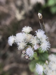 Ageratum conyzoides