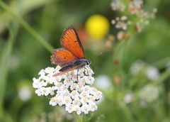 Lycaena hippothoe