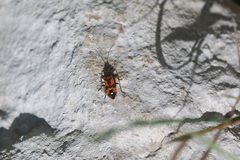 Lygaeus equestris