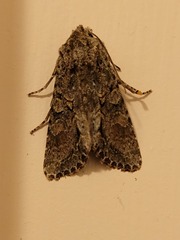 Ichneutica mutans