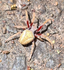 Hortophora