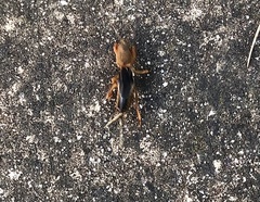 Gryllotalpa australis