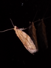 Epiphyas postvittana