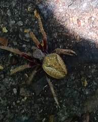 Hortophora