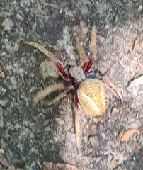 Hortophora