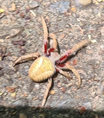 Hortophora