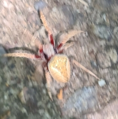 Hortophora