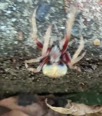 Hortophora