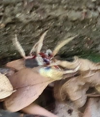 Hortophora
