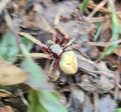 Hortophora