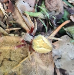 Hortophora