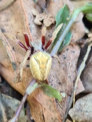 Hortophora