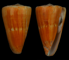 Conus daucus