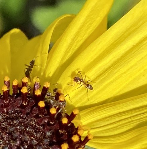 iNaturalist observation photo of Argentine Ant