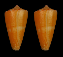 Conus daucus