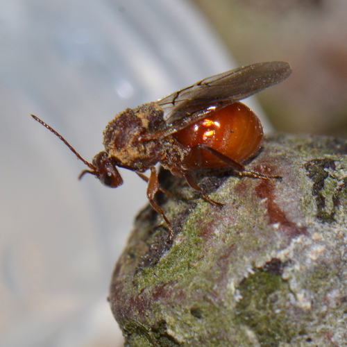 Cola Nut Gall Wasp