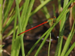 Ceriagrion bellona
