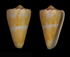 Conus daucus