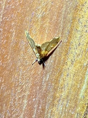 Ercheia cyllaria