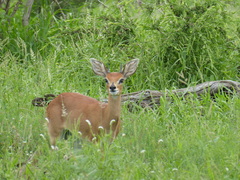 Raphicerus campestris campestris