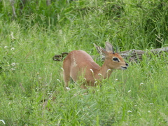 Raphicerus campestris campestris
