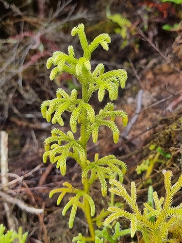 staghorn clubmoss