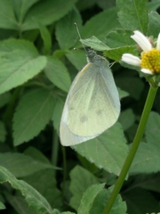 Pieris rapae crucivora