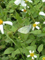 Pieris rapae crucivora