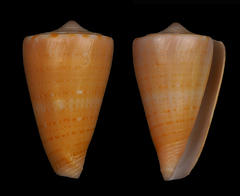 Conus daucus