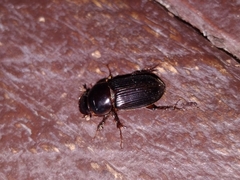 Acrossidius tasmaniae