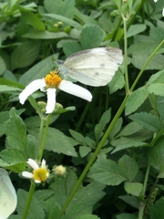 Pieris rapae crucivora