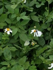 Pieris rapae crucivora