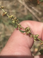 Rumex conglomeratus
