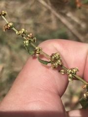 Rumex conglomeratus
