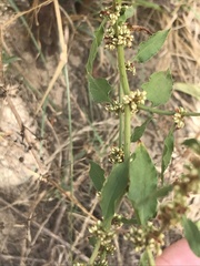 Rumex conglomeratus