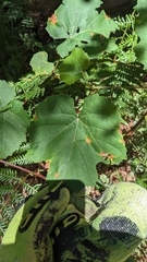 Vitaceae